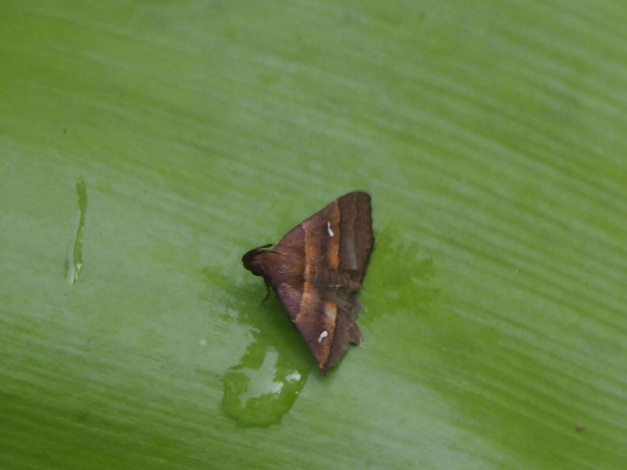 Image of <i>Bertula tespisalis</i>