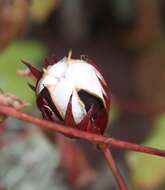 Image of upland cotton