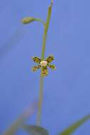 Plancia ëd Prosthechea panthera (Rchb. fil.) W. E. Higgins