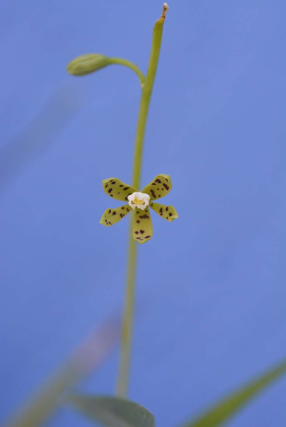 Plancia ëd Prosthechea panthera (Rchb. fil.) W. E. Higgins