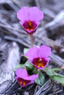 Plancia ëd Mimulus