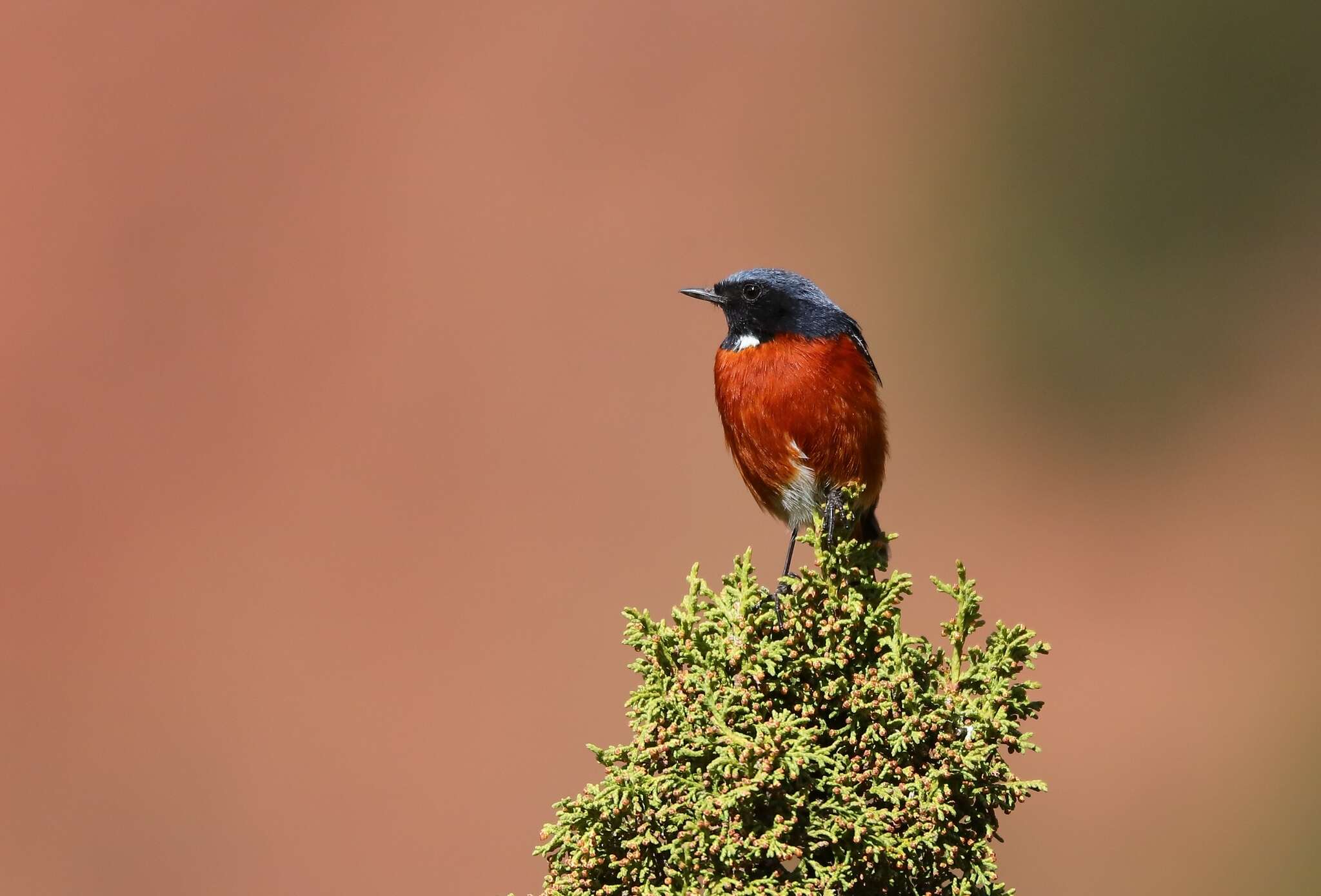 Image of White-throated Redstart