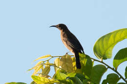 Image of Dusky Honeyeater