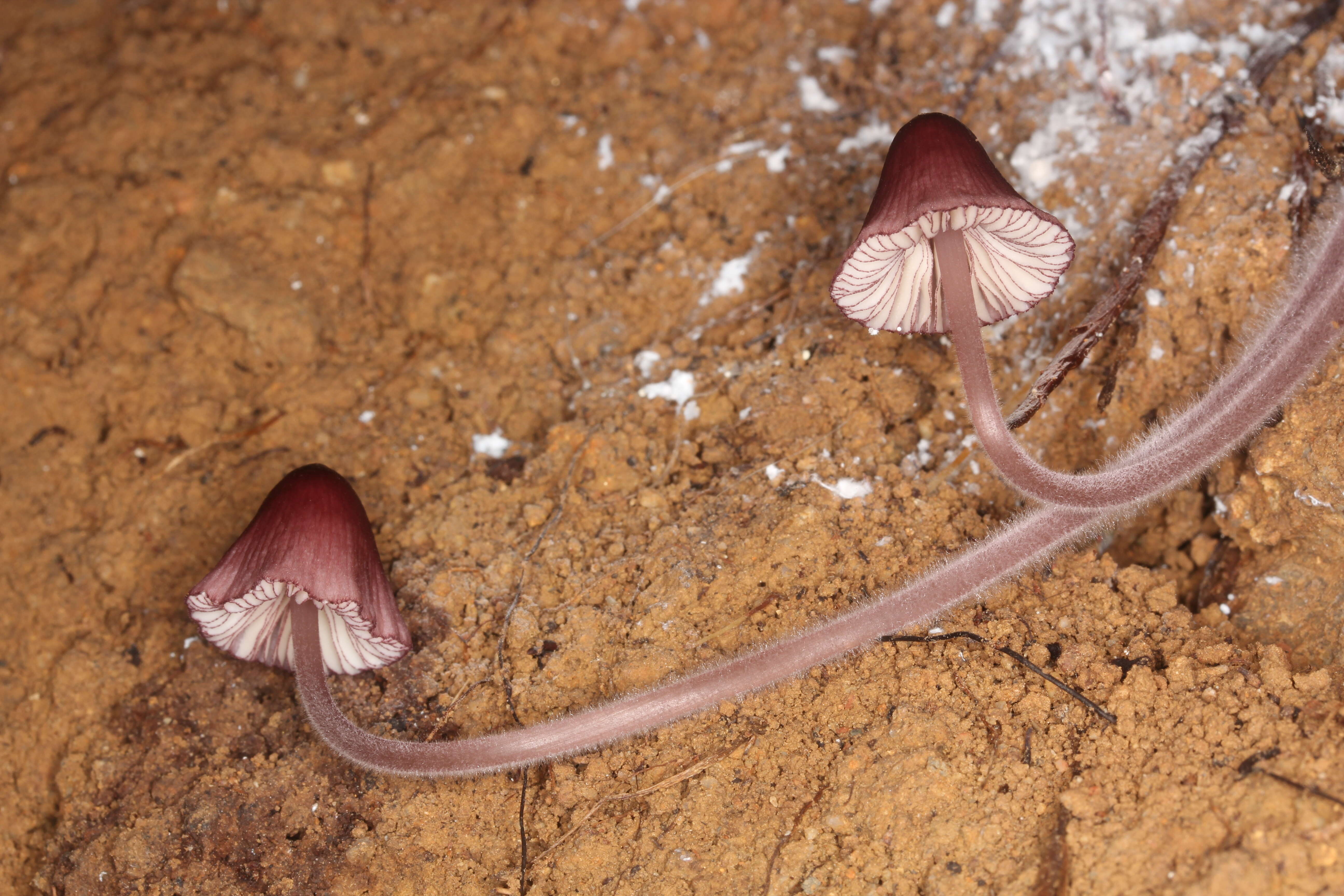 Image of Purple edge bonnet