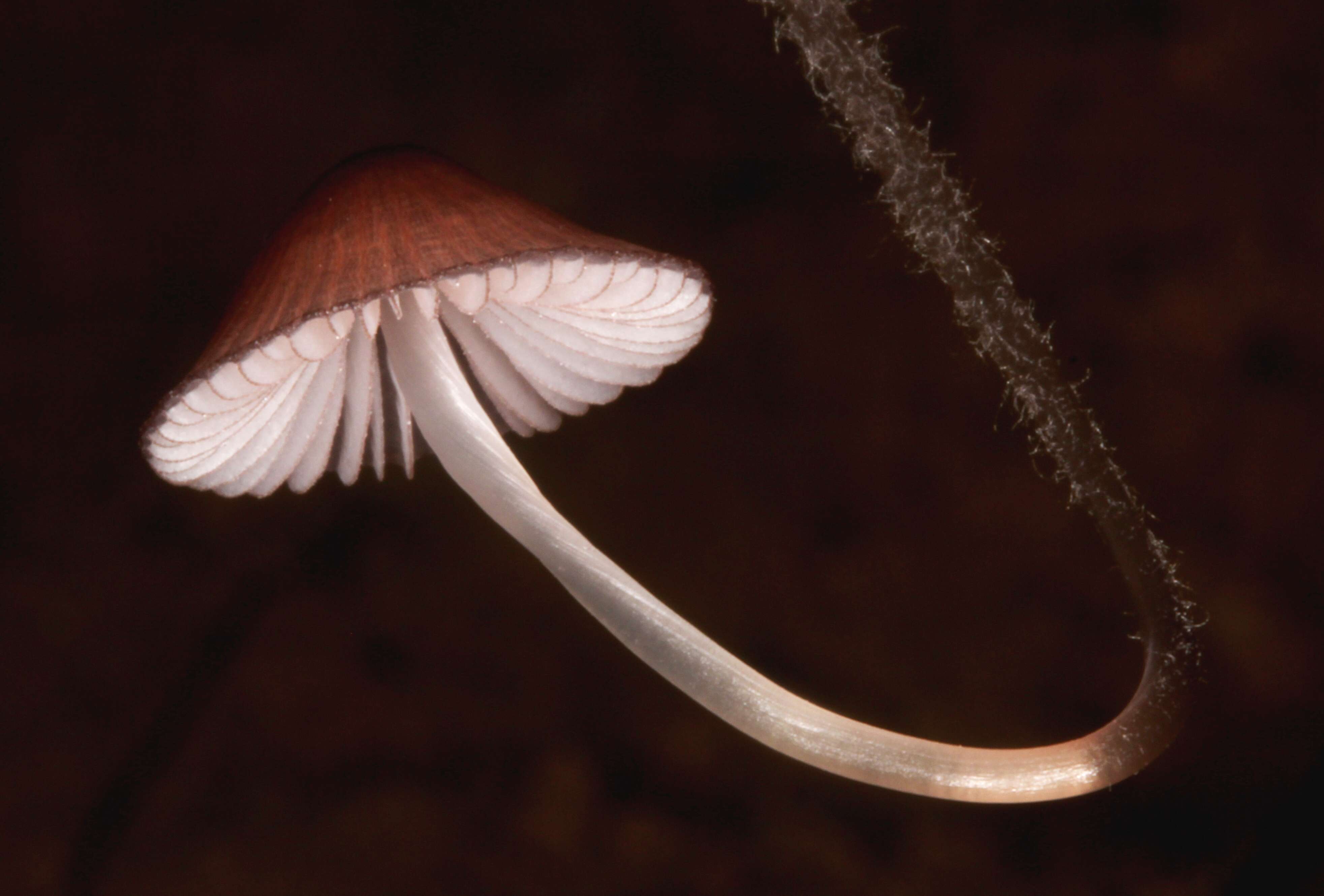 Image of Purple edge bonnet