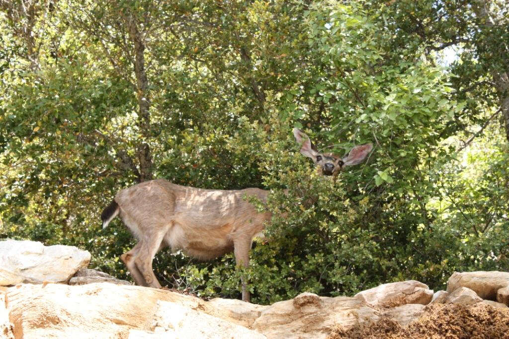 Image of Columbian black-tailed deer