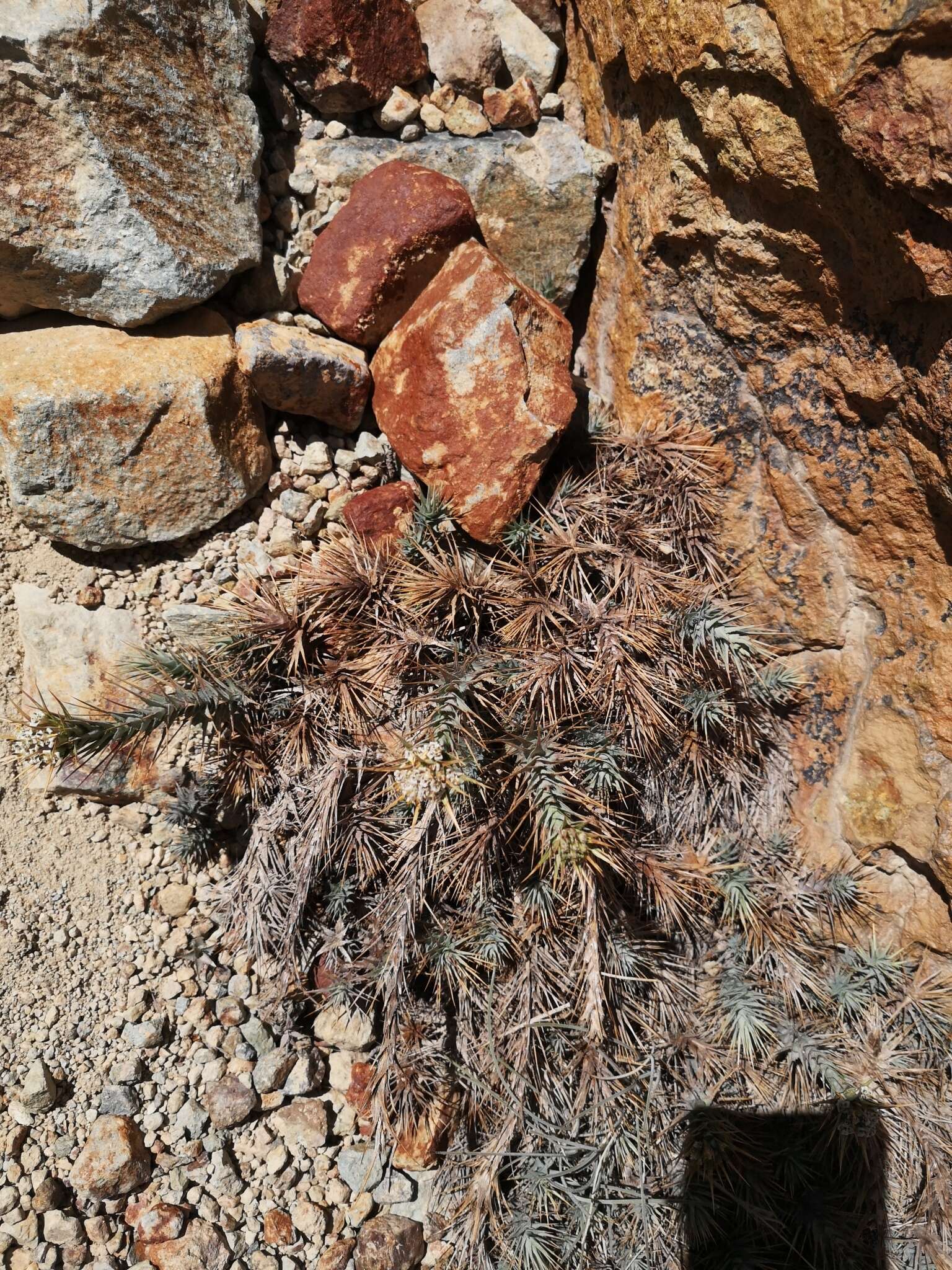 Image of Nassauvia cumingii Hook. & Arn.