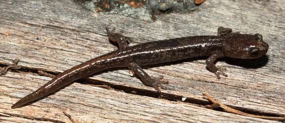 Image of Common Ensatina