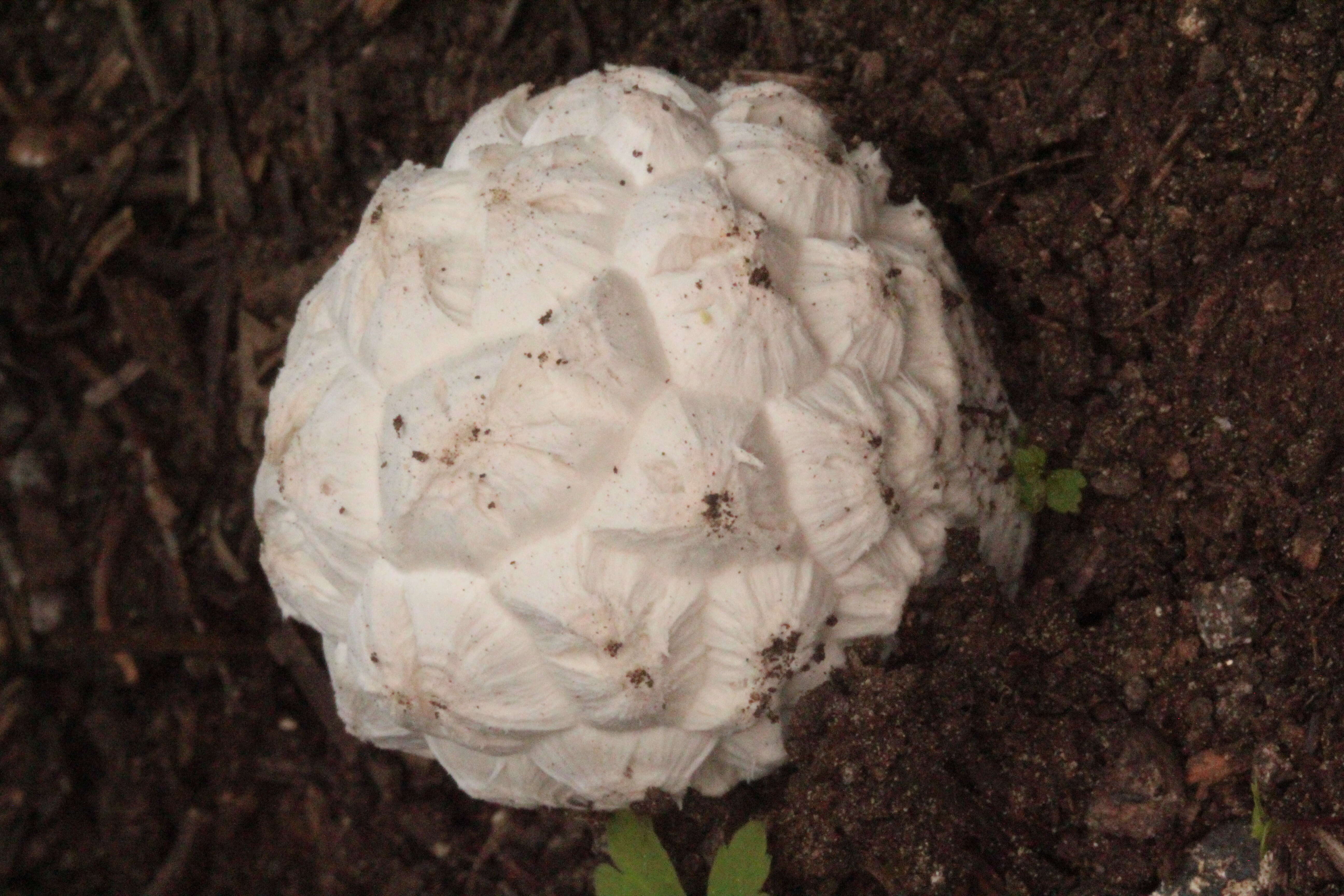 Image of Western giant puffball