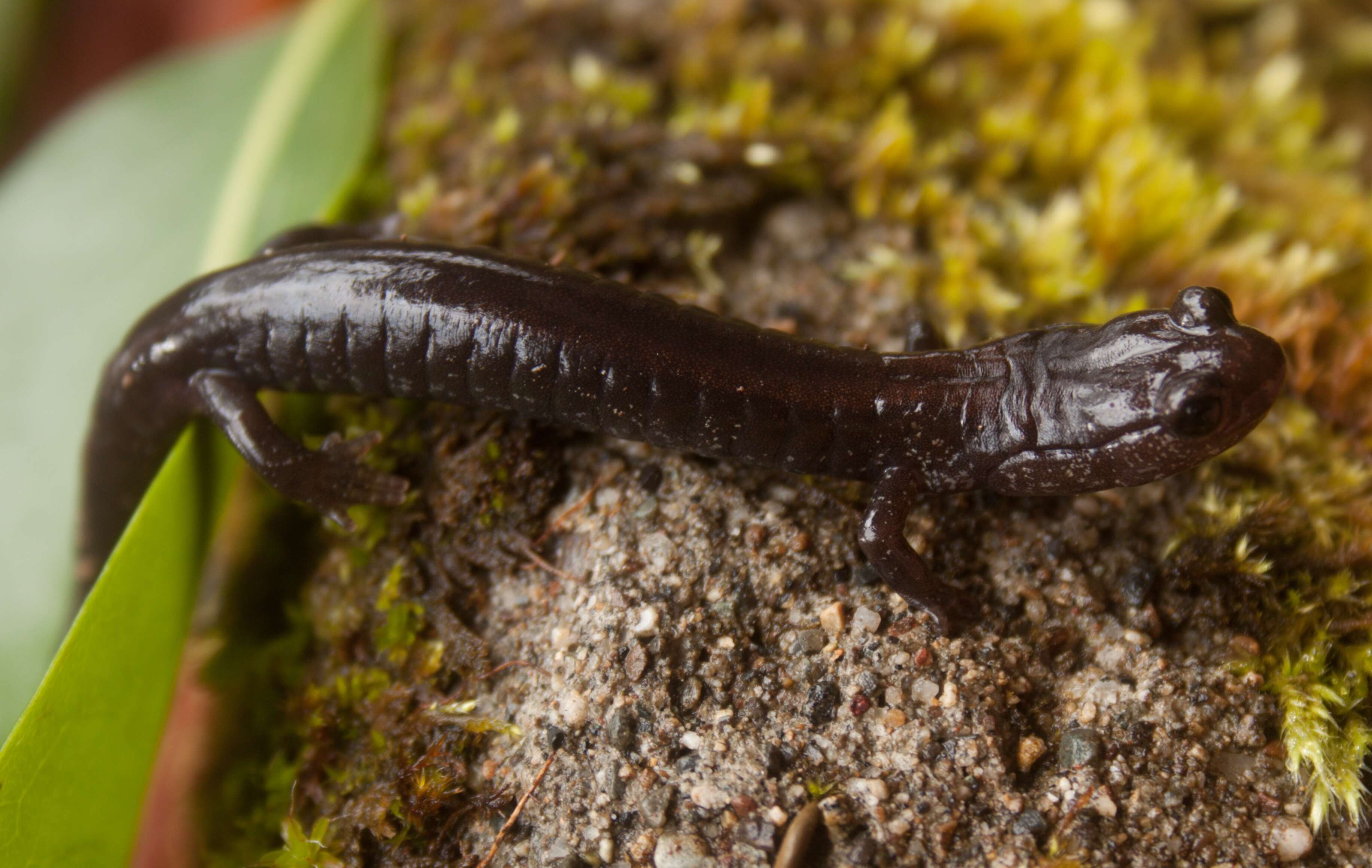 Image of Del Norte Salamander