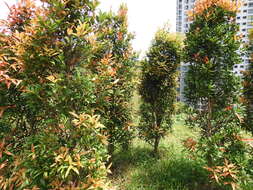 Image of Syzygium myrtifolium Walp.