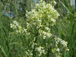 Image of White bedstraw