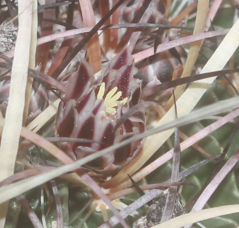 Sivun Echinofossulocactus tetraxiphus kuva