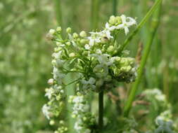 Image of White bedstraw