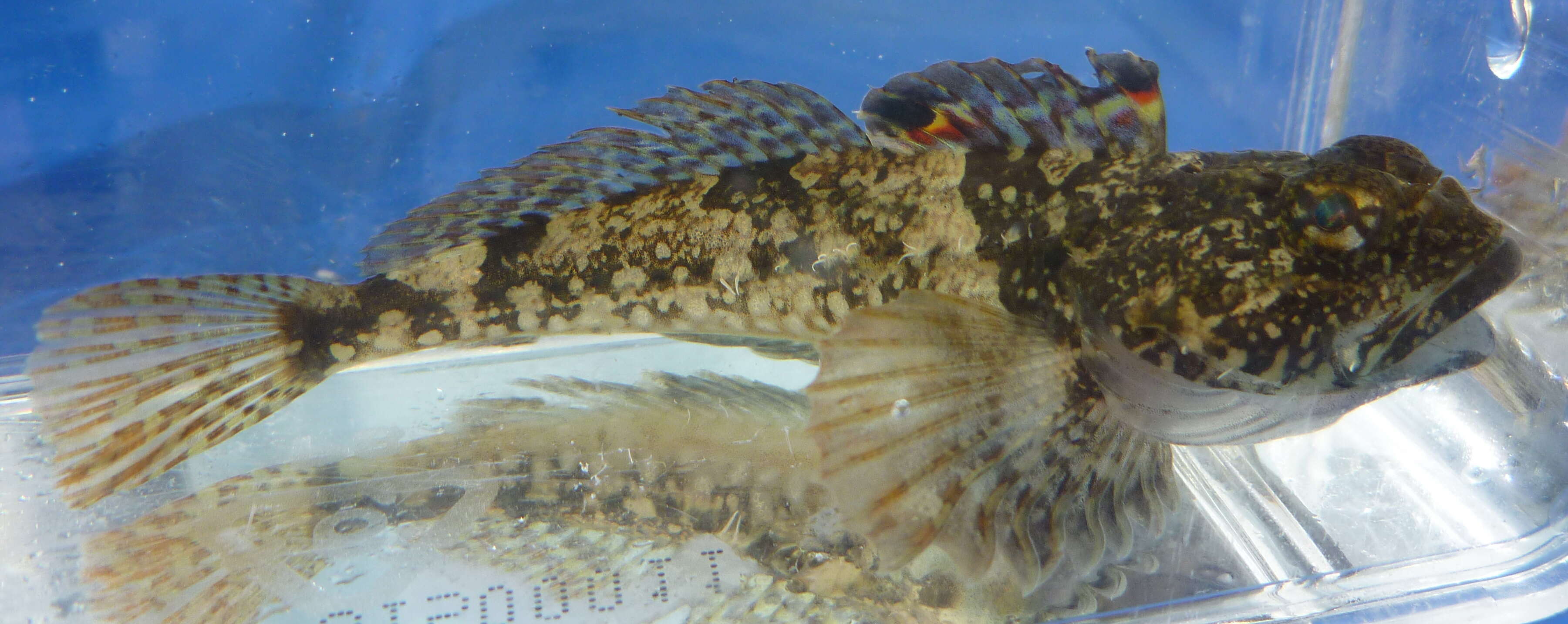 Image of Padded sculpin