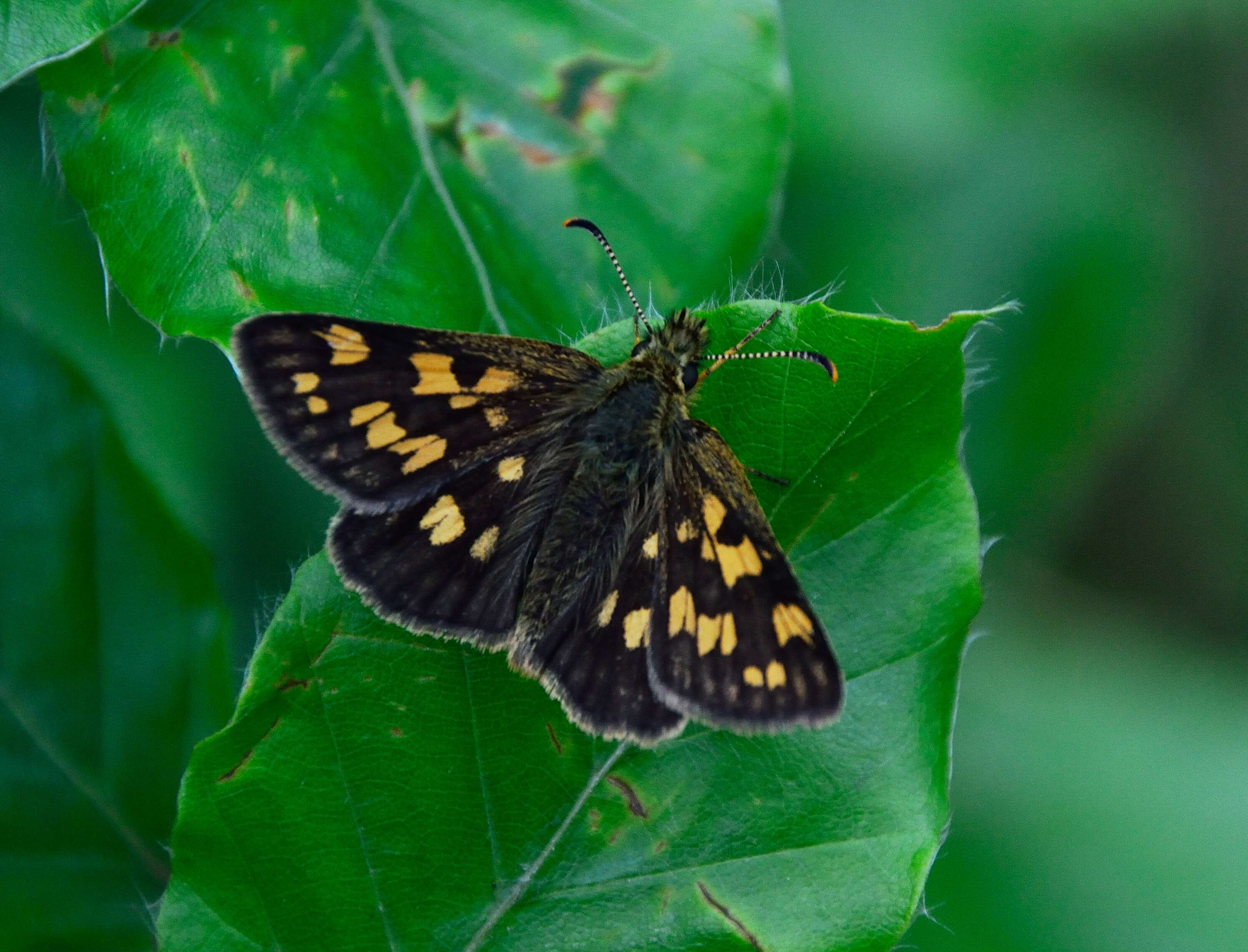 Image of Carterocephalus