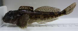 Image of Padded sculpin