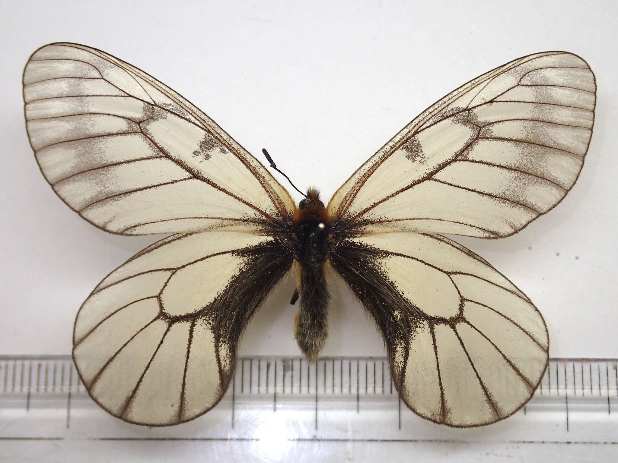 Plancia ëd Parnassius glacialis Butler 1866