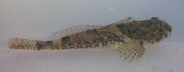 Image of Padded sculpin