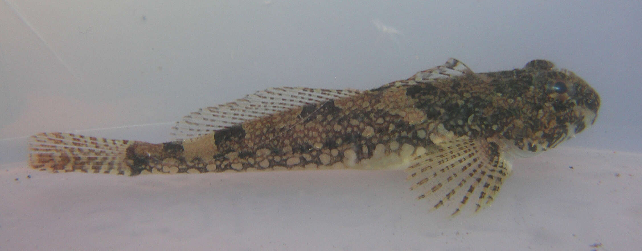 Image of Padded sculpin