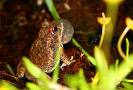 Image of Tandy's Sand Frog