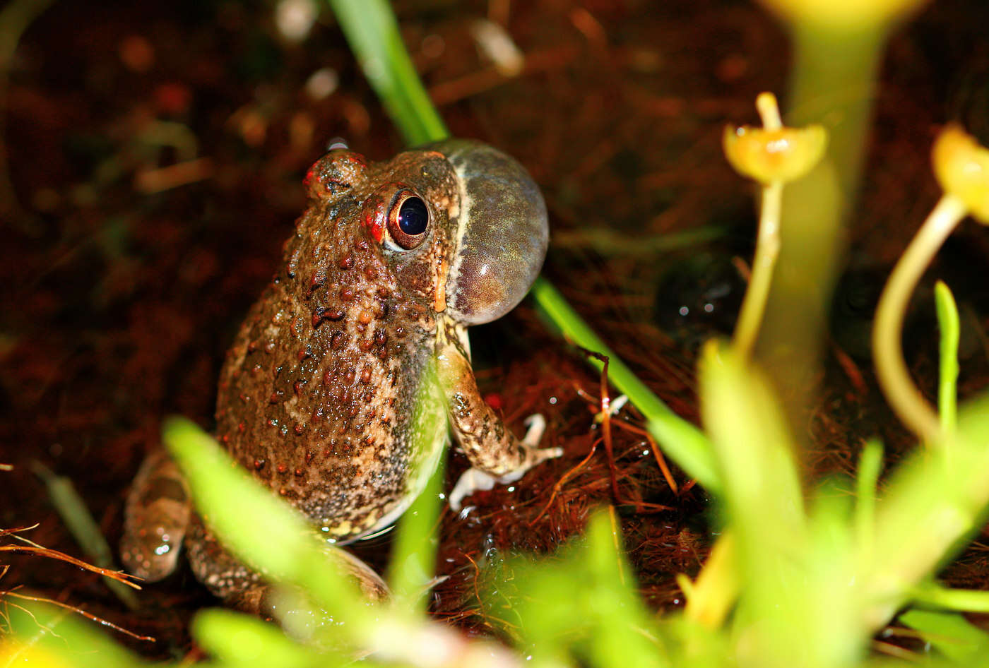 Tomopterna tandyi Channing & Bogart 1996的圖片