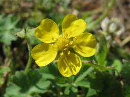 Imagem de Potentilla reptans L.