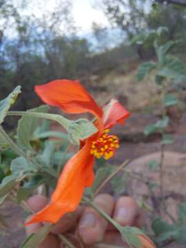 Hibiscus waterbergensis Exell的圖片