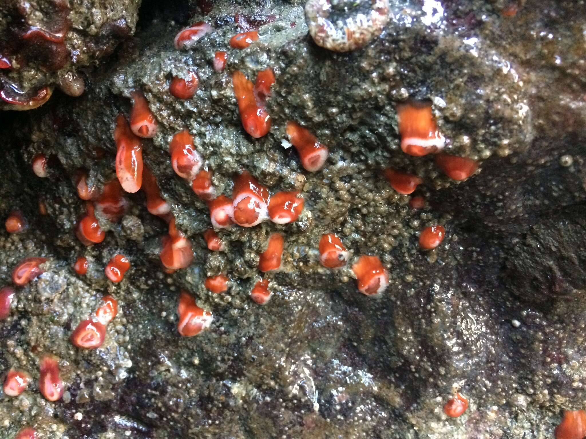 Image of Strawberry anemones