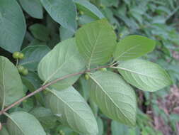 Image of Manchurian honeysuckle