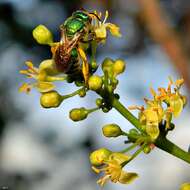 Image of gumbo limbo