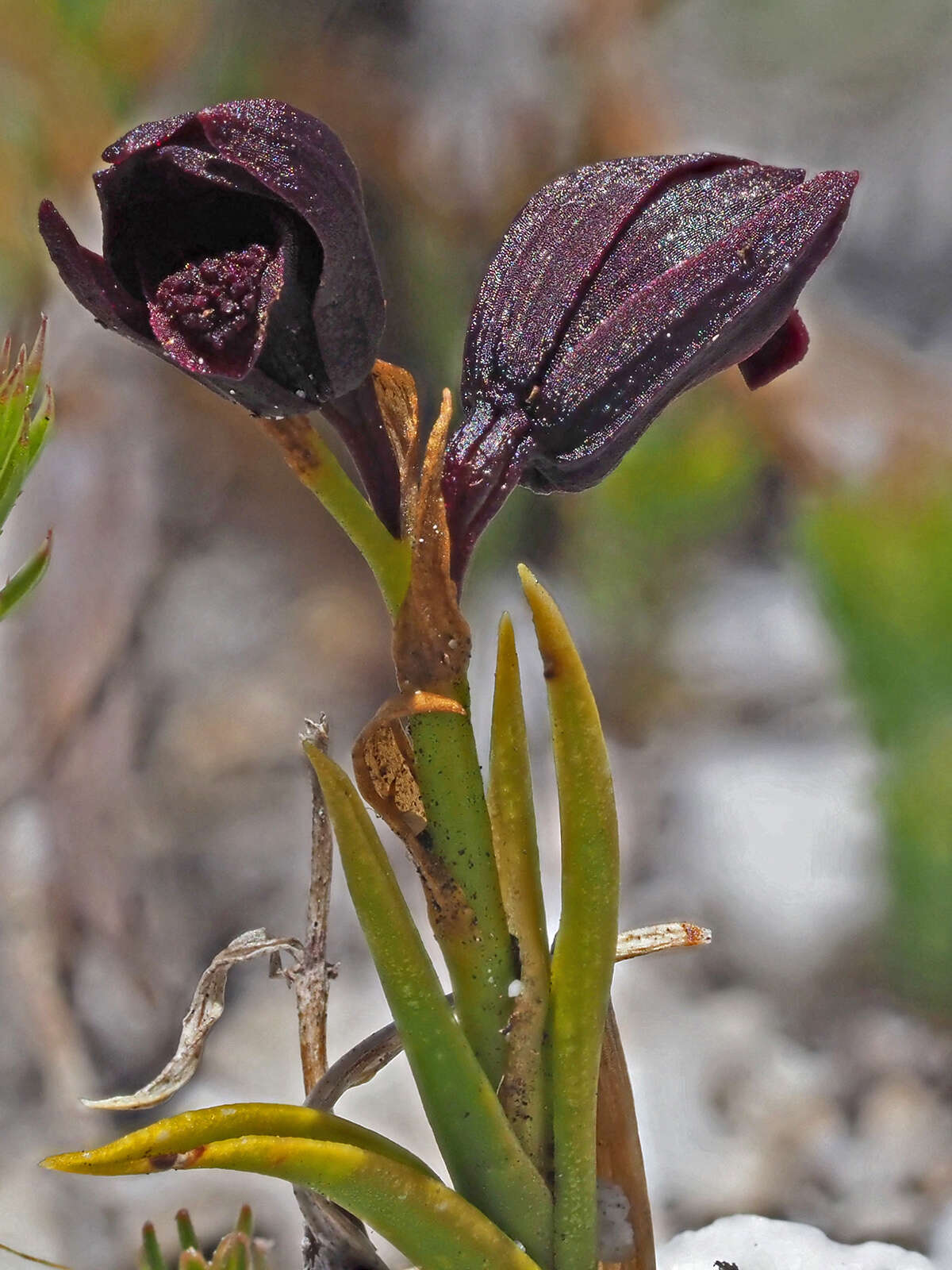 Acrolophia ustulata (Bolus) Schltr. & Bolus的圖片