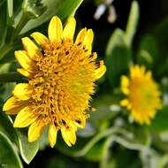 Plancia ëd Borrichia frutescens (L.) DC.