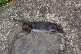 Image of Asian Lesser White-toothed Shrew