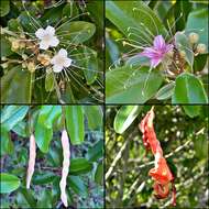 Image of Jamaican Capertree