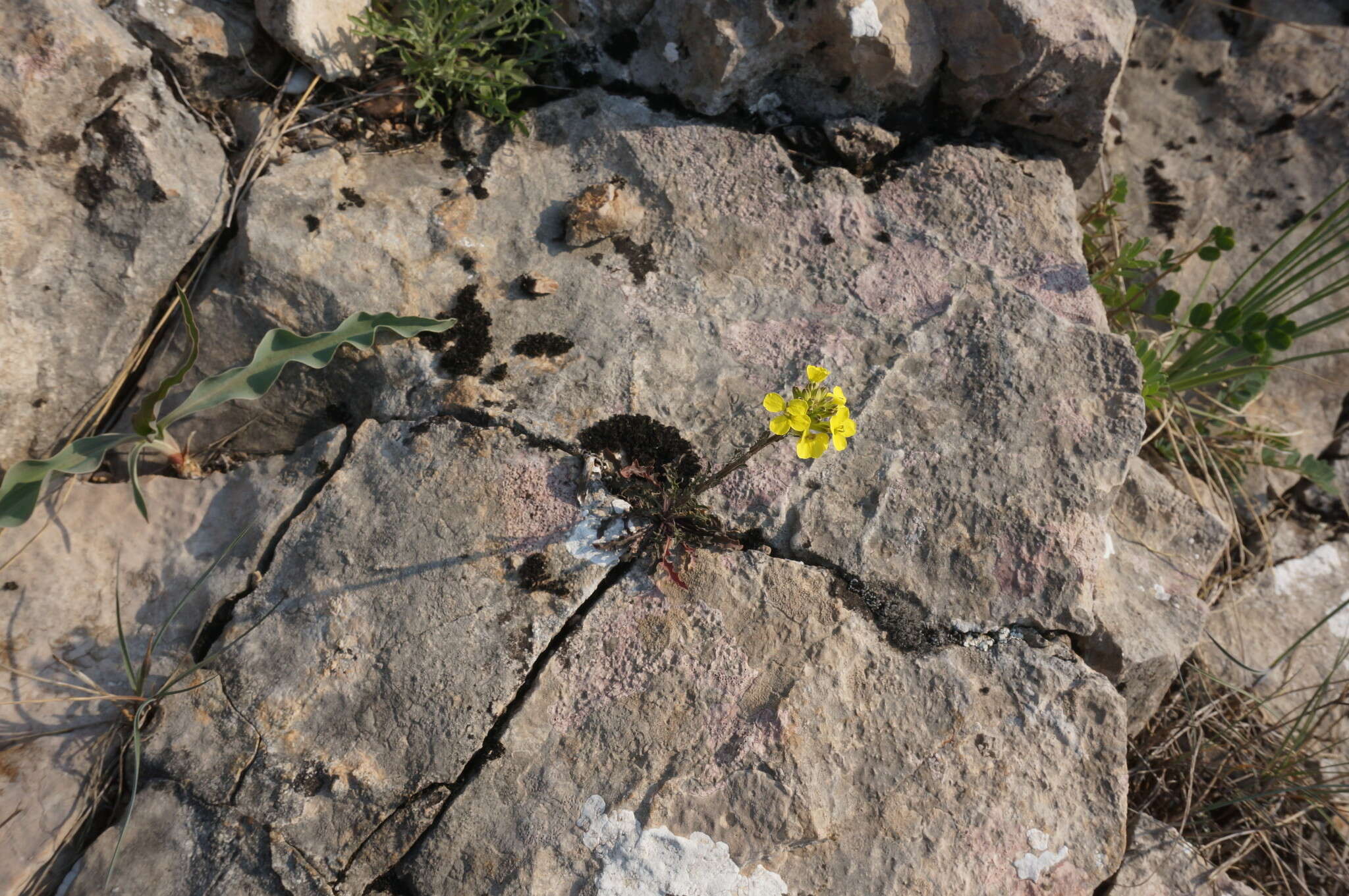 Слика од Erysimum cuspidatum (M. Bieb.) DC.