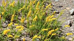 Solidago argentinensis Lopez Laphitz & Semple的圖片