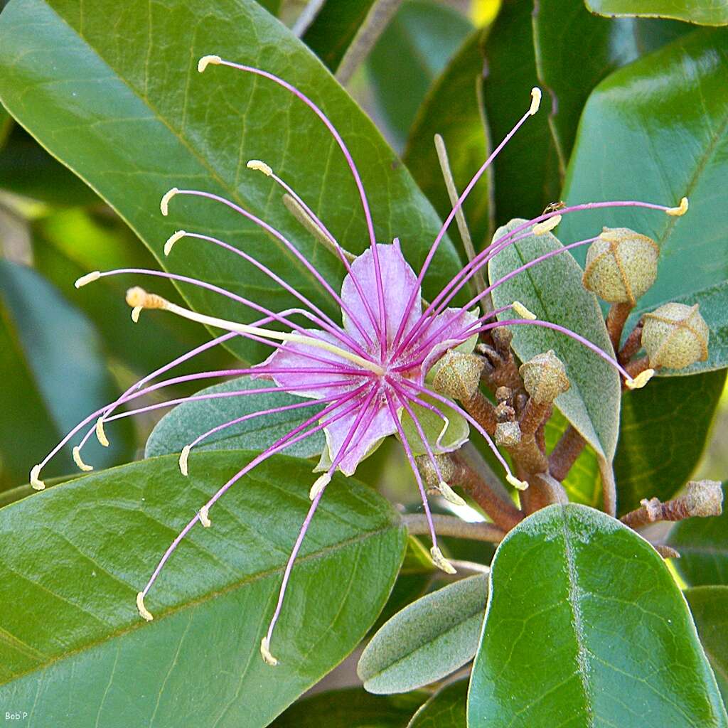 Image of Jamaican Capertree