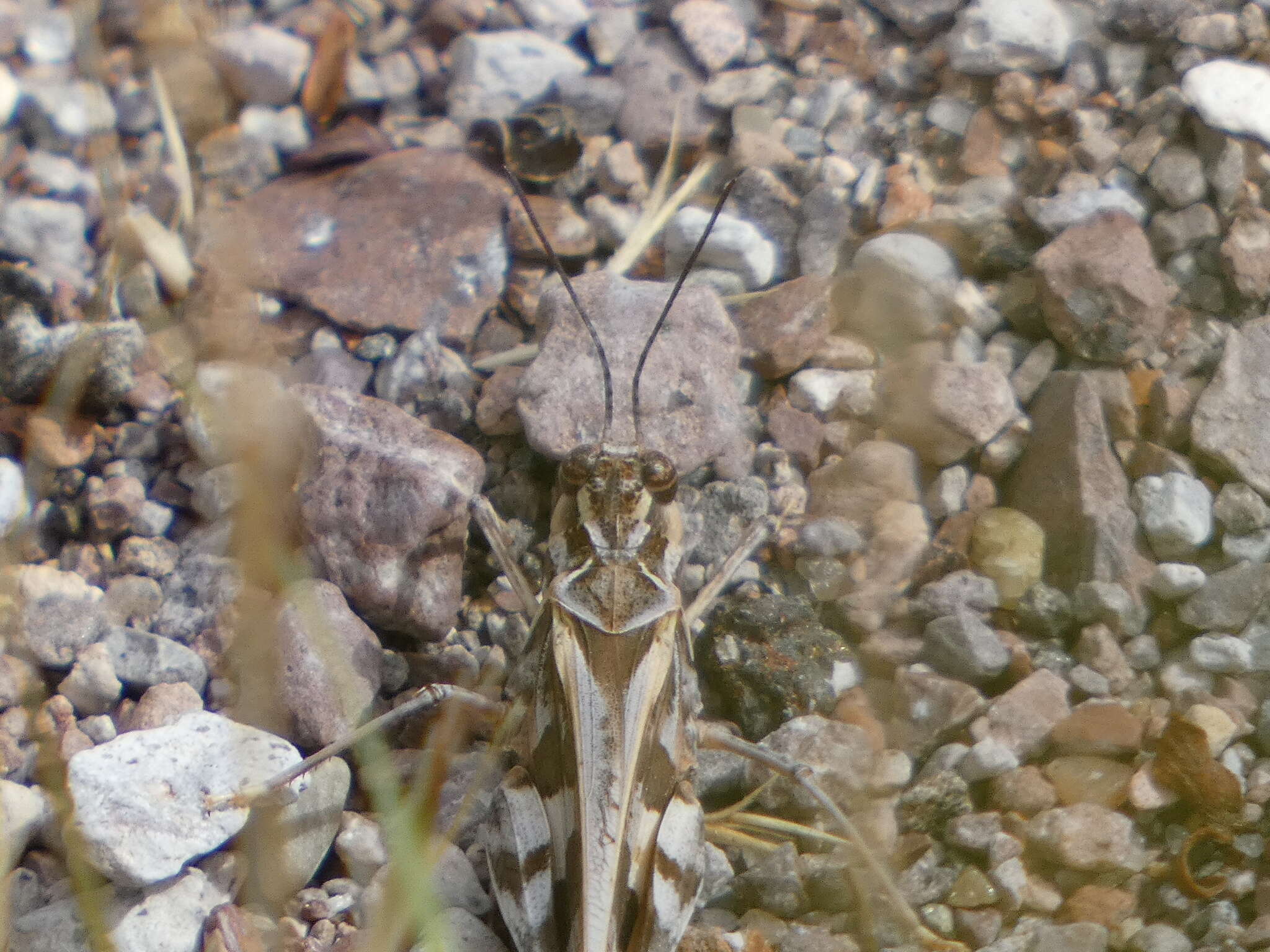 Hippopedon capito (Stål 1873)的圖片