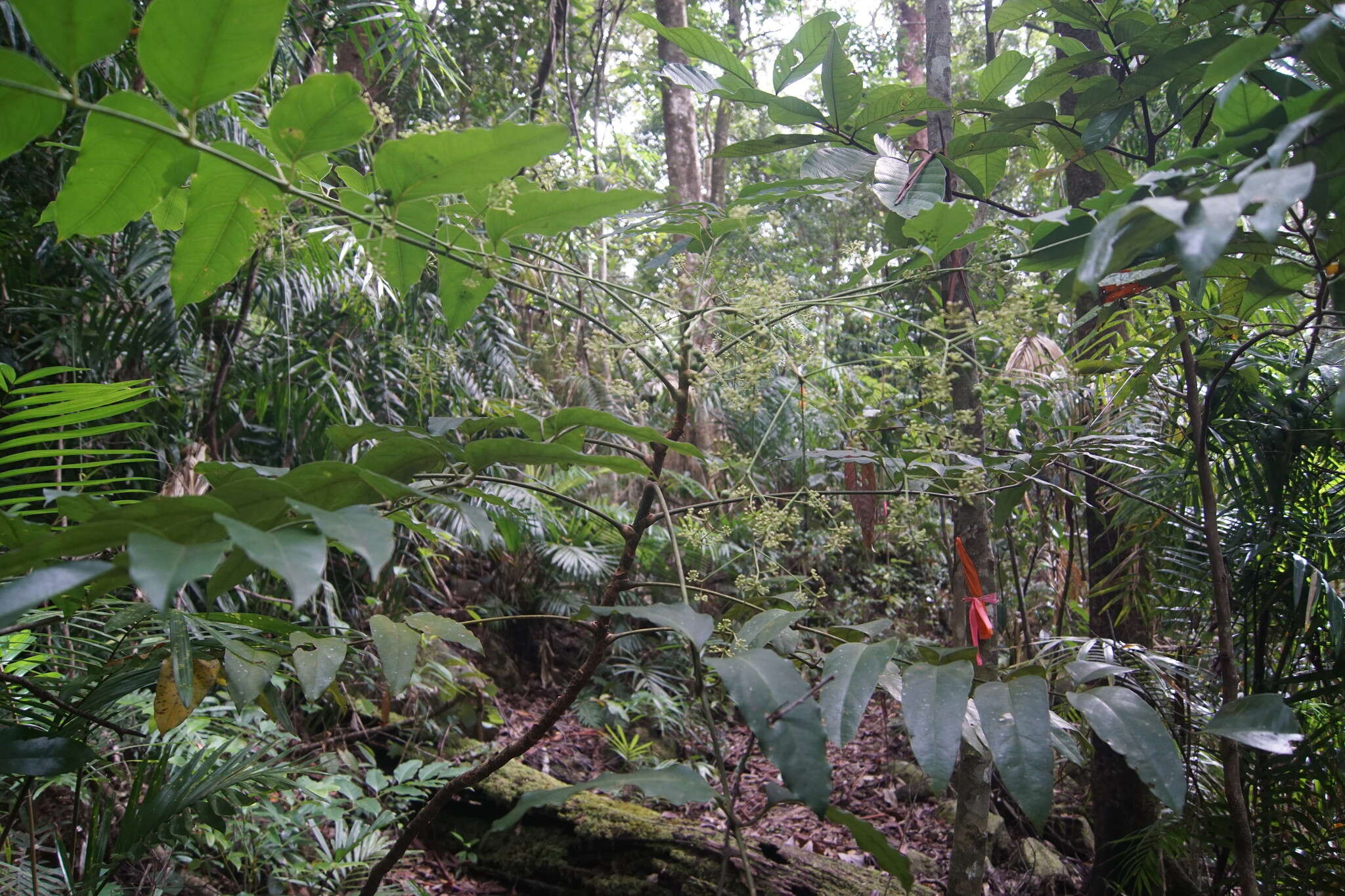 Image de Polyscias australiana (F. Muell.) Philipson