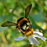 Image of Southern Carpenter Bee