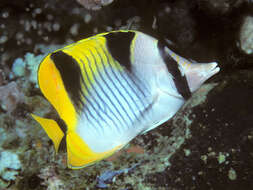 صورة Chaetodon falcula Bloch 1795