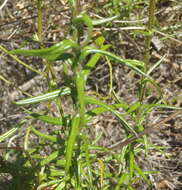 Plancia ëd Senecio juniperinus L. fil.