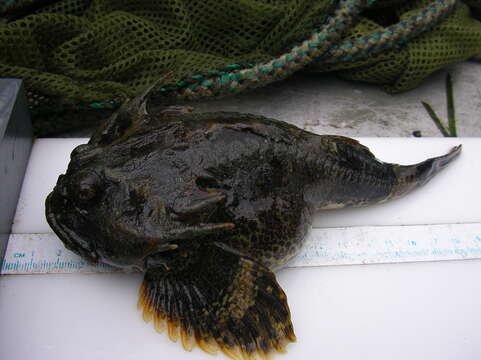 Image of Stone Sculpins