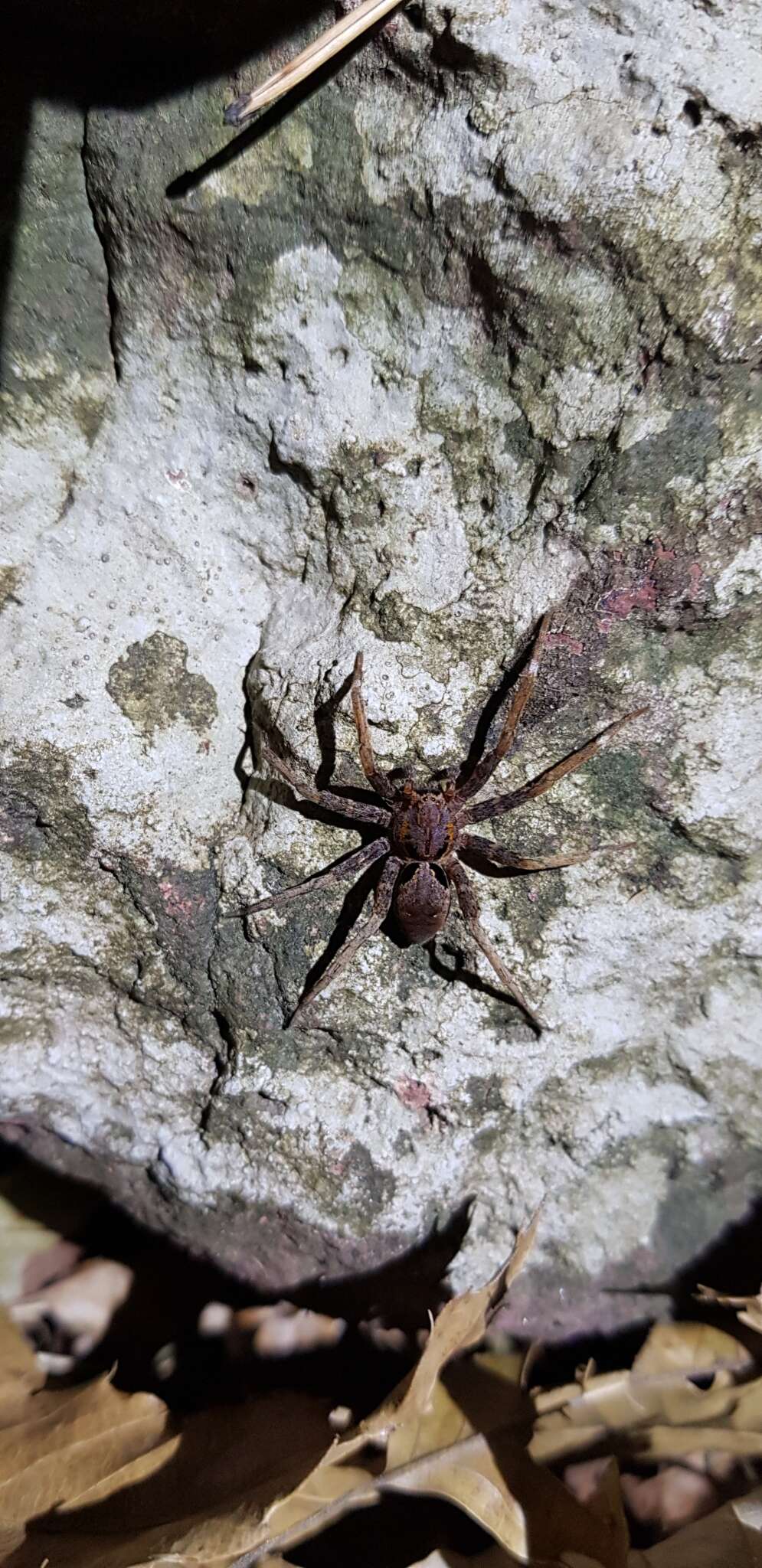 صورة Dolomedes nigrimaculatus Song & Chen 1991