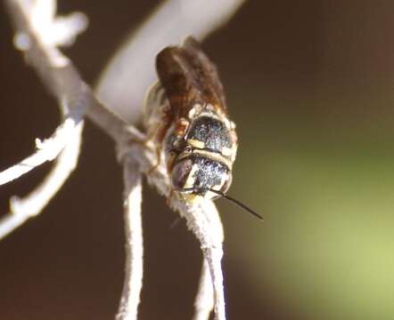 Image of Dianthidium texanum (Cresson 1878)