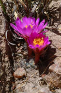 Image of Mammillaria saboae subsp. roczekii