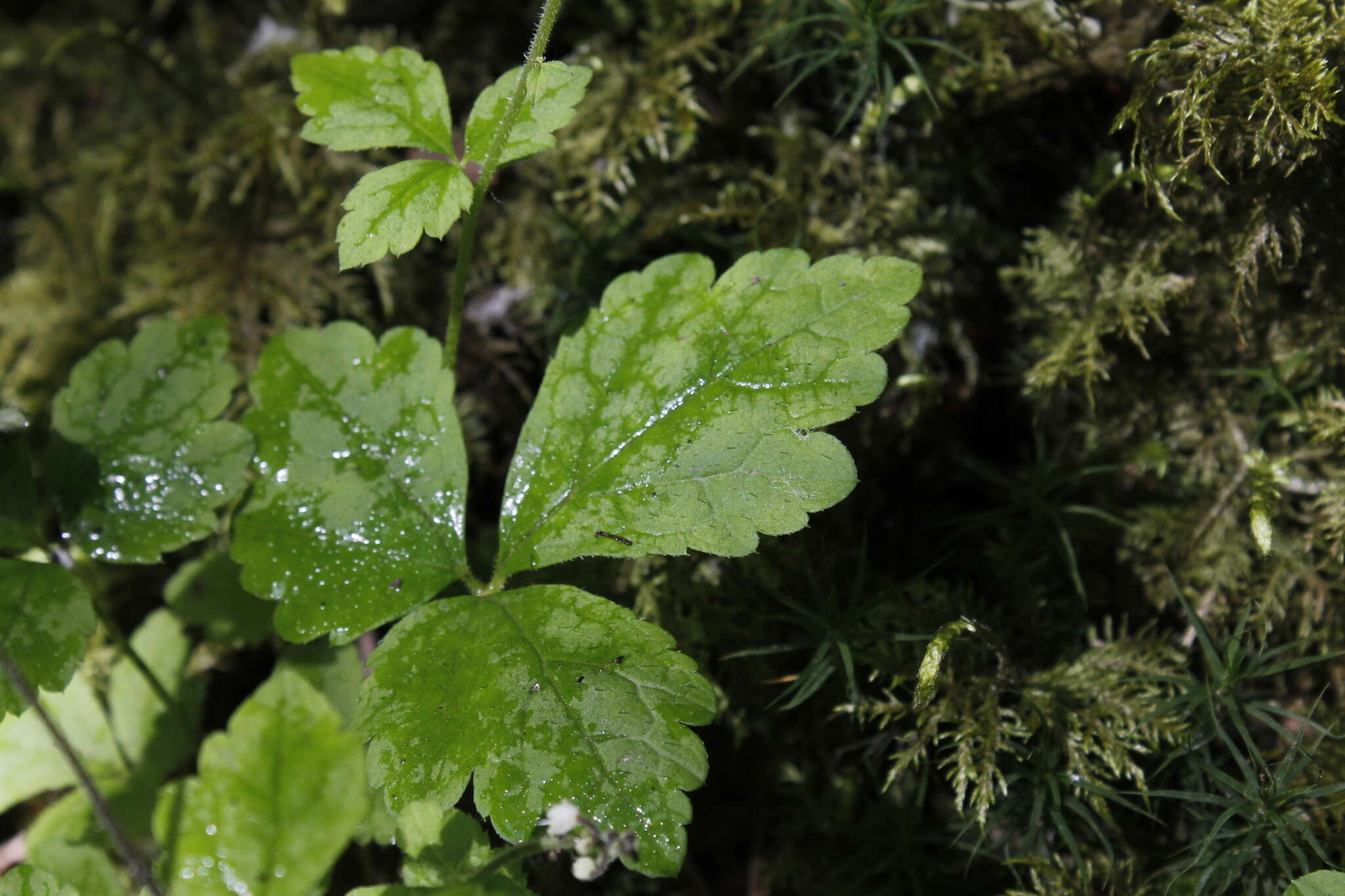 Image of Tiarella trifoliata var. trifoliata