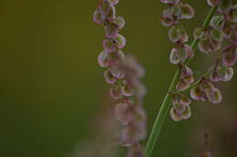 Rumex scutatus L. resmi