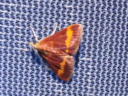 صورة Pyrausta pseuderosnealis Munroe 1976